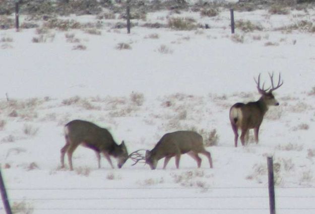 Sparring. Photo by Dawn Ballou, Pinedale Online.