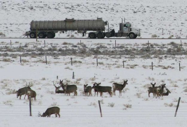 Trucks rumble by. Photo by Dawn Ballou, Pinedale Online.
