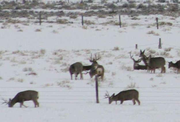 Rack to rack. Photo by Dawn Ballou, Pinedale Online.