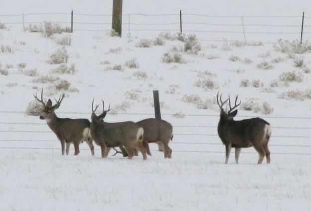 More bucks arrive. Photo by Dawn Ballou, Pinedale Online.