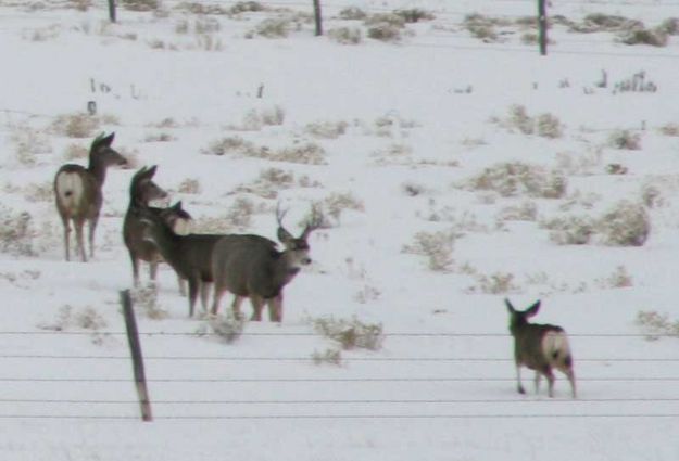 She can come in. Photo by Dawn Ballou, Pinedale Online.