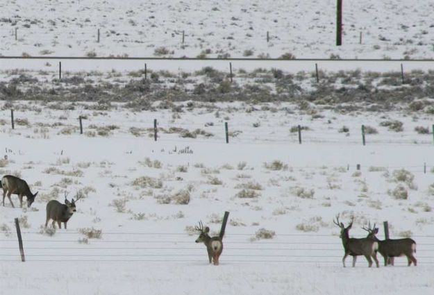 Ready to challenge the newcomers. Photo by Dawn Ballou, Pinedale Online.