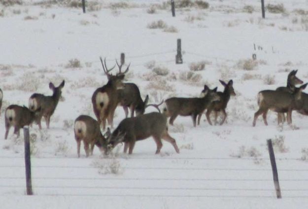 Guard duty. Photo by Dawn Ballou, Pinedale Online.