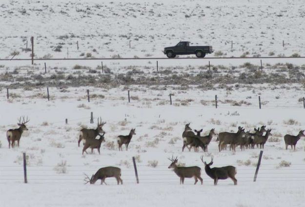 Waiting for their chance. Photo by Dawn Ballou, Pinedale Online.