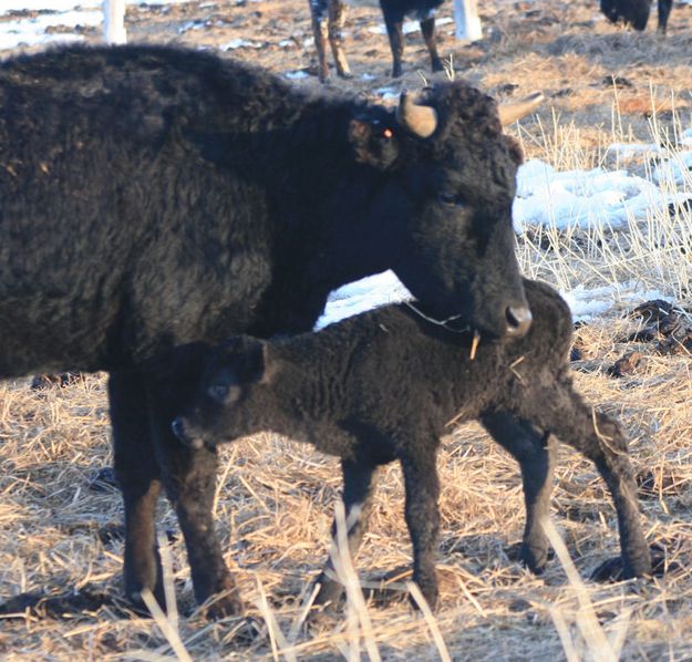 Mother's touch. Photo by Dawn Ballou, Pinedale Online.
