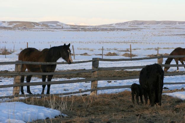 Curious Horse. Photo by Dawn Ballou, Pinedale Online.