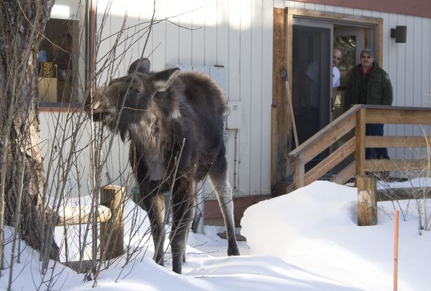 Moose in the yard. Photo by Mark Gocke, WGFD.