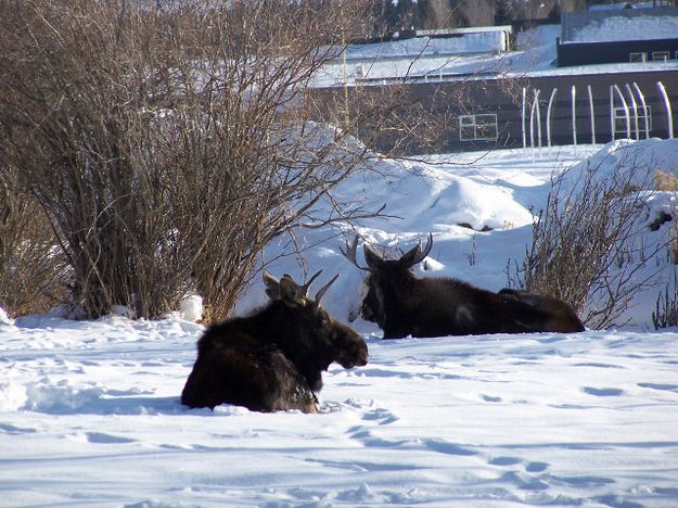 Pinedale Bull Moose. Photo by Scott Almdale.