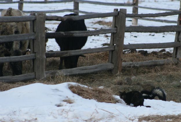 Newcomer. Photo by Dawn Ballou, Pinedale Online.