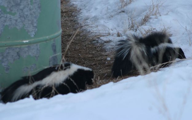 2nd skunk. Photo by Dawn Ballou, Pinedale Online.