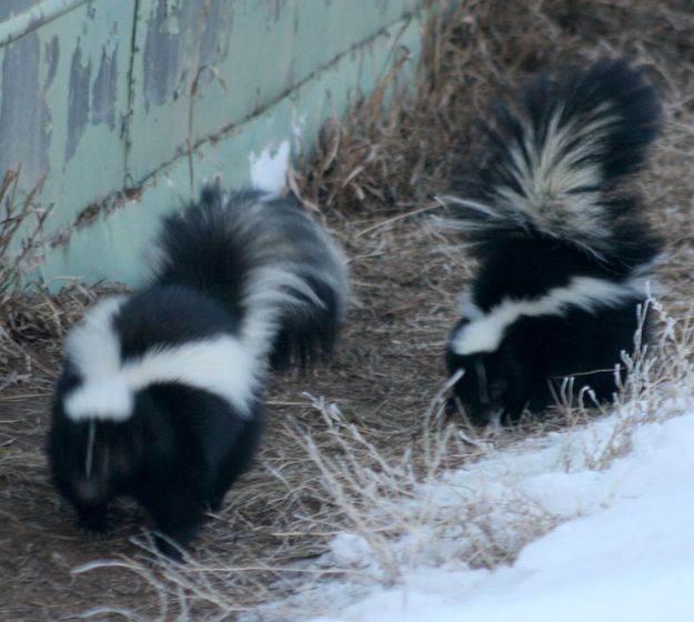 Two Skunks. Photo by Dawn Ballou, Pinedale Online.
