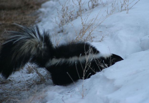 Digging in the snow. Photo by Dawn Ballou, Pinedale Online.