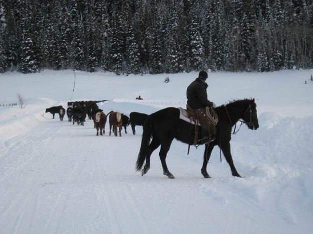 Moving calves. Photo by Joy Ufford.