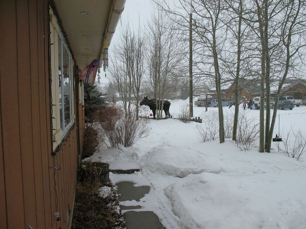 Moose view from the front door. Photo by Joe Zuback.