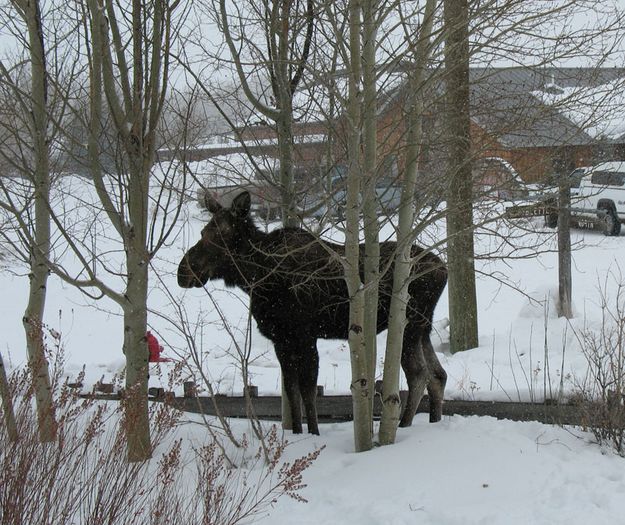 Moose in the front yard. Photo by Joe Zuback.