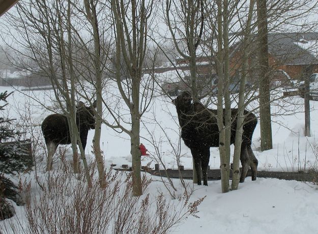 Town Moose. Photo by Joe Zuback.