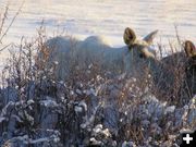 Albino Moose. Photo by Richard Kaumo.