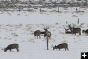 Rack to rack. Photo by Dawn Ballou, Pinedale Online.