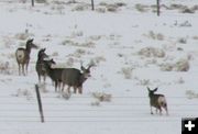 She can come in. Photo by Dawn Ballou, Pinedale Online.