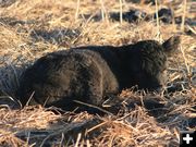 Resting. Photo by Dawn Ballou, Pinedale Online.