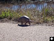 Armadillo. Photo by Hank & Debi Ruland.