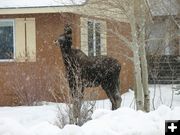 Moose eating the tree. Photo by Joe Zuback.