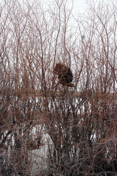 Porcupine. Photo by Clint Gilchrist, Pinedale Online.