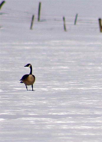 Canada Goose. Photo by Carie Whitman.