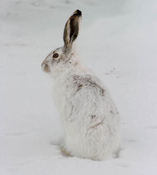 White Tailed Jack Rabbit. Photo by Dawn Ballou, Pinedale Online.