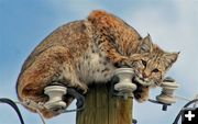 Bobcat. Photo by Carie Whitman.