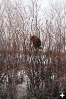 Porcupine. Photo by Clint Gilchrist, Pinedale Online.