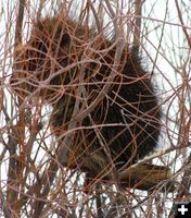 In the Willows. Photo by Clint Gilchrist, Pinedale Online.