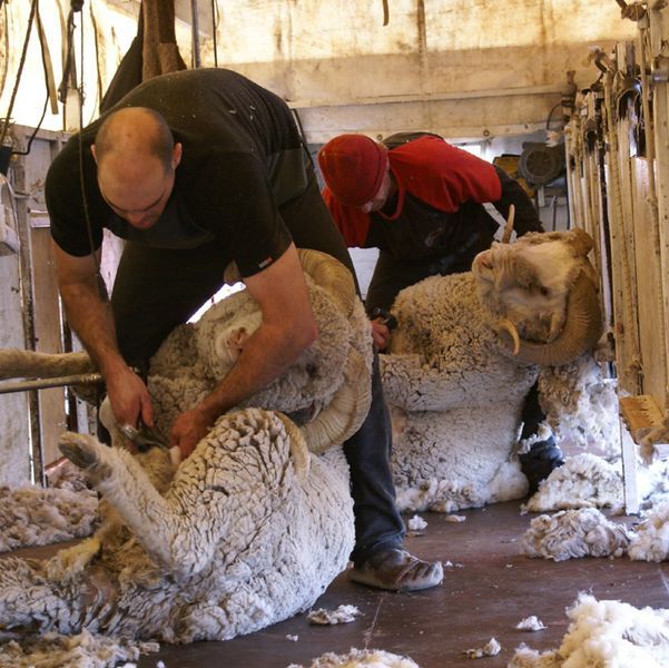 Shearing Rams. Photo by Cat Urbigkit.