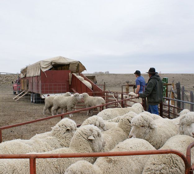 Pen Chute. Photo by Cat Urbigkit.