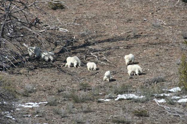 Herd of goats. Photo by Lynn Wittlieff.