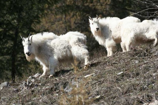 Mountain Goats. Photo by Lynn Wittlieff.