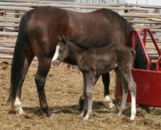 New filly. Photo by BigPiney.com.