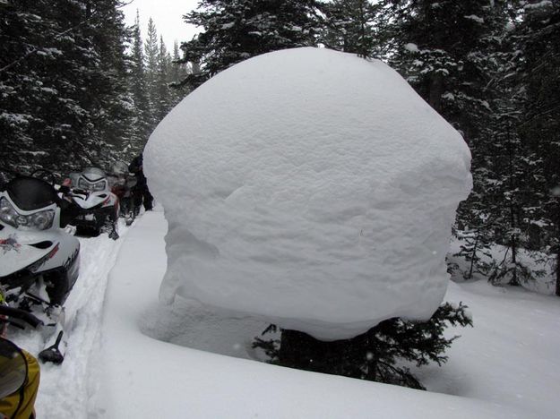 Snow Mushroom. Photo by Van Huffman.