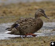 Mallard Hen. Photo by Cat Urbigkit.