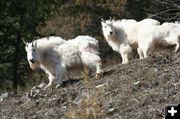 Mountain Goats. Photo by Lynn Wittlieff.