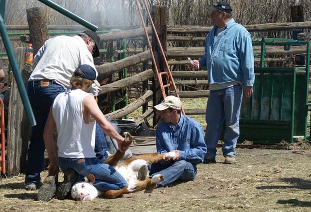 Crew. Photo by Cat Urbigkit, Pinedale Online.