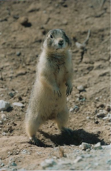 Prairie dog. Photo by Cat Urbigkit, Pinedale Online.