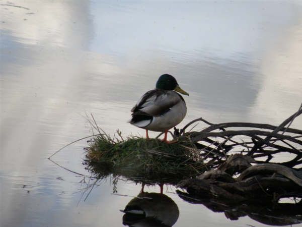 Mallard at Boulder Lake. Photo by Holly Conway.