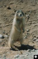 Prairie dog. Photo by Cat Urbigkit, Pinedale Online.