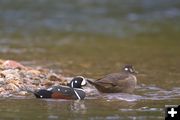 Harlequin Duck. Photo by Mark Gocke, WGFD .