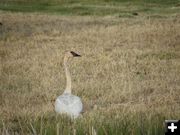 Trumpeter Swan. Photo by Holly Conway.