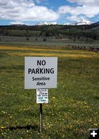 Sensitive Area - No Parking. Photo by Dawn Ballou, Pinedale Online.