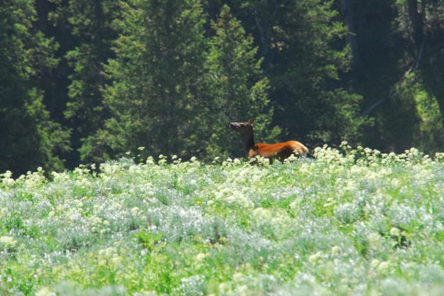 Cow Elk. Photo by Julie Soderberg.
