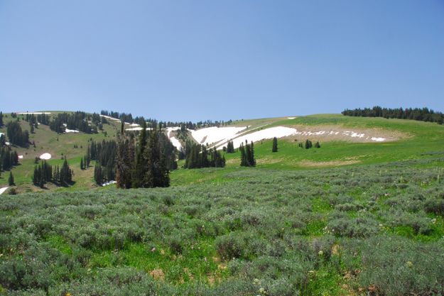 Green and Snow. Photo by Julie Soderberg.