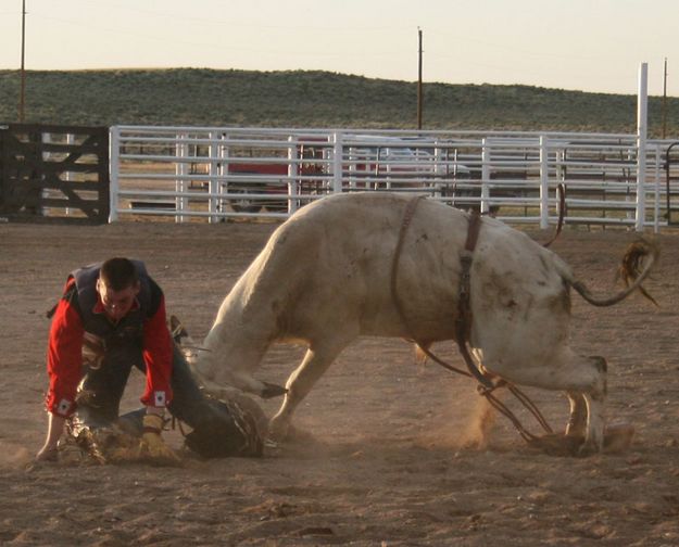 Too close for comfort. Photo by Dawn Ballou, Pinedale Online.